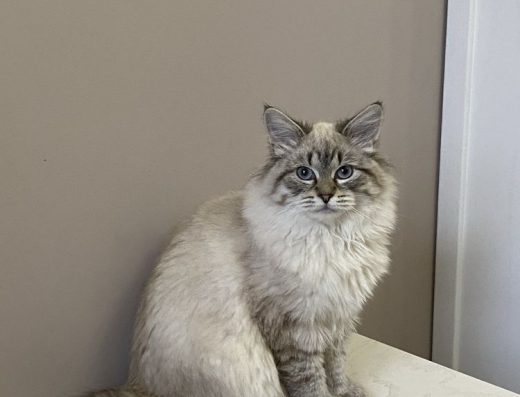 Продам невську-маскарадну кішку, невская-маскарадная девочка