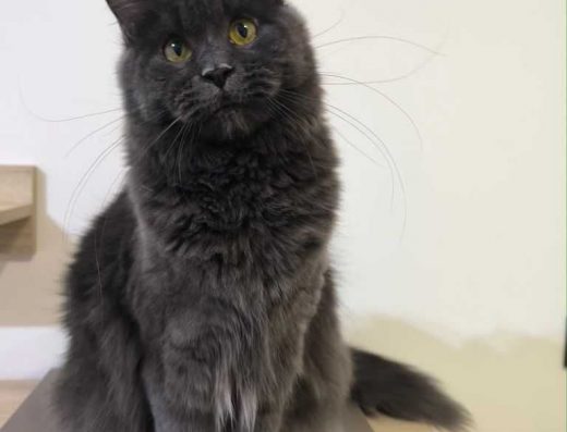 Пропонуємо породних кошенят породи мейн кун!