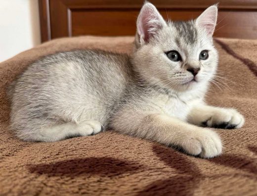 Шотландське кошеня, Скотіш Страйт Львів