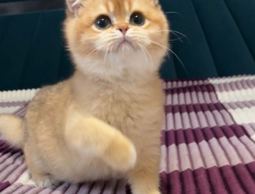 Британський хлопчик золота шиншила