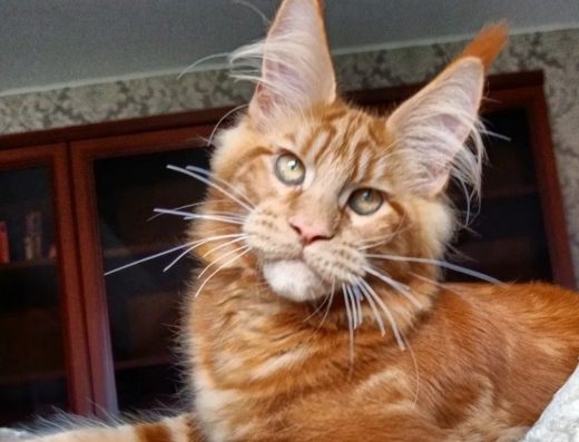 З документами WCF, чарівні дітки мейн-кун