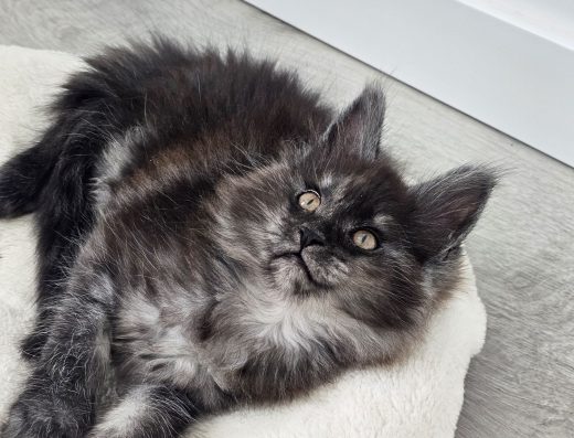 Мейн-кун елітне кошеня