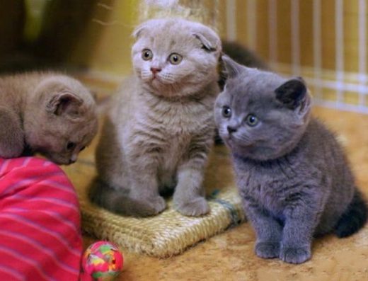 Шотландські кошенята.