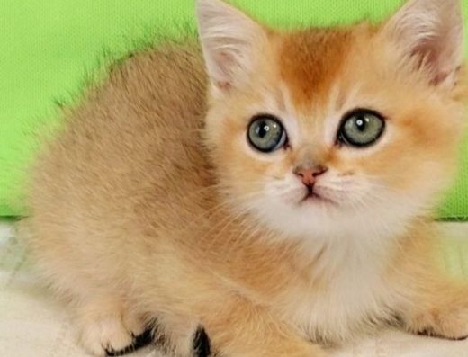 Ручний та лагідний котик золота шиншила