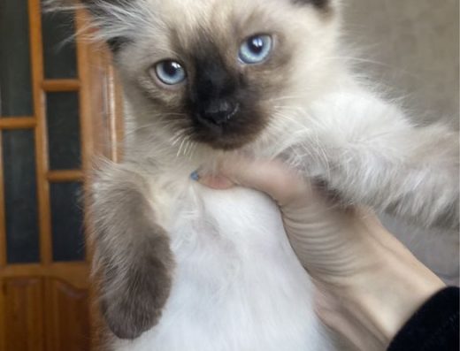 Радість у дім до діточок