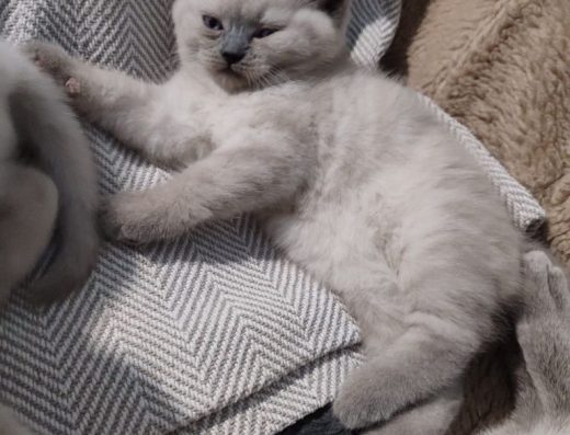 Шотландські кошенята