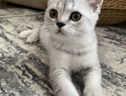 Чистокровний шотландський котик