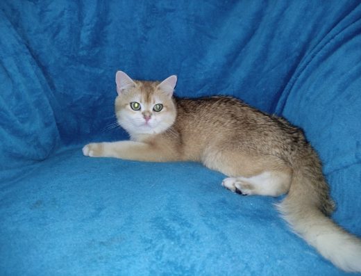 Тільки для ценітелей моди золота шиншила хлопчик