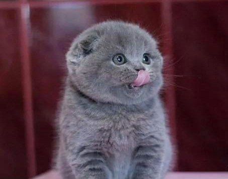 Шотландські висловухі кошенята.