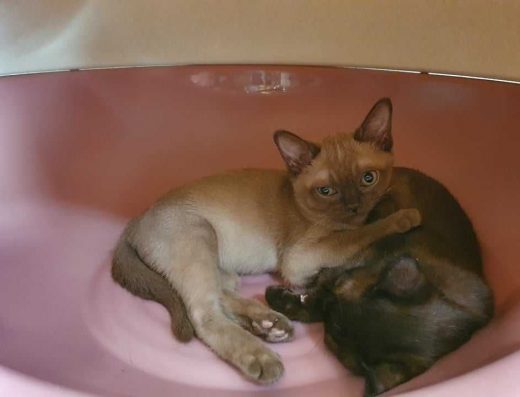 Коти бурми американської!