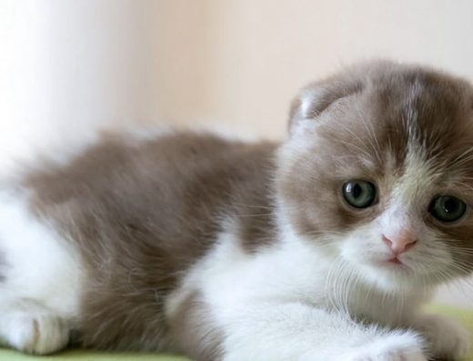 Кошенята, які вміють закохувати