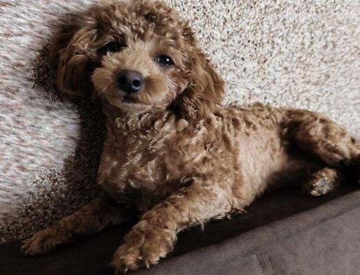 Той-пудель: Міні дівчинка насиченого кольору