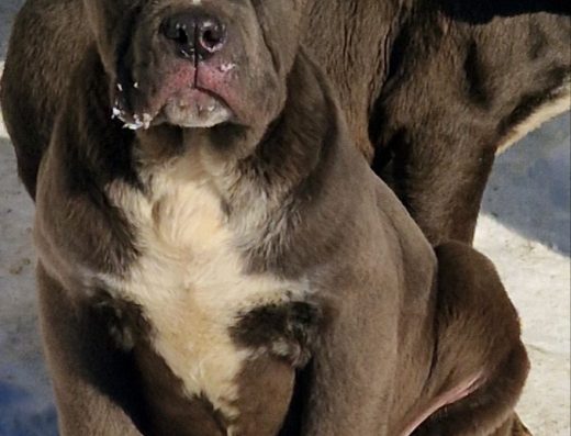 Кане-корсо: Цуценята сірого забарвлення