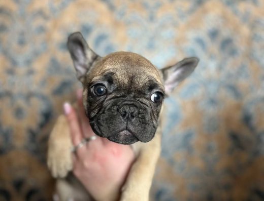 Французький Бульдог: Хлопчики та дівчатка шукають родину