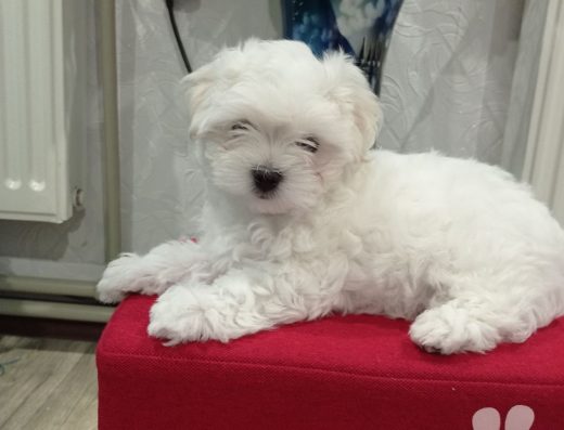 Мальтійська Болонка: Найгарніший та найрозумніший хлопчик