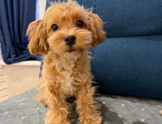 Мальтіпу: Хлопчики готові до переїзду в нову родину