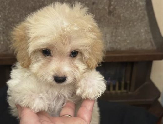 Мальтіпу Ф1: Вихований карамельний хлопчик