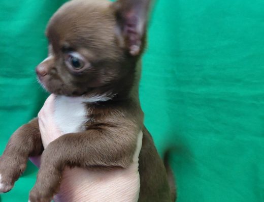 Чихуахуа: Шоколадна красуня шукає родину