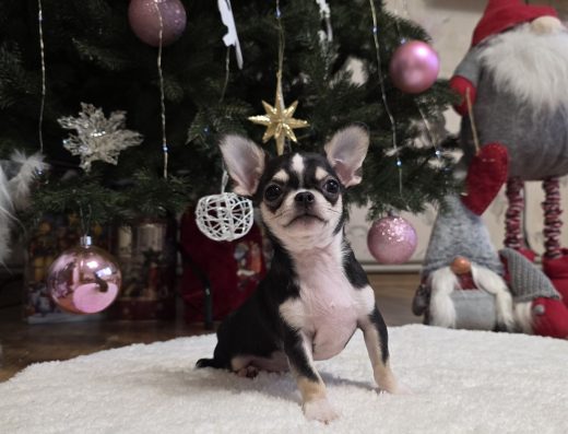 Чихуахуа: Неймовірні міні хлопчики