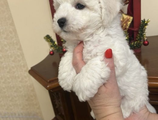 Бішон Фрізе: Діти Інтерчемпіонів та Чемпіонів України