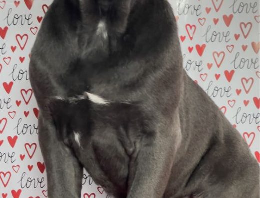 Кане-Корсо: Неймовірна красуня чекає на Вас