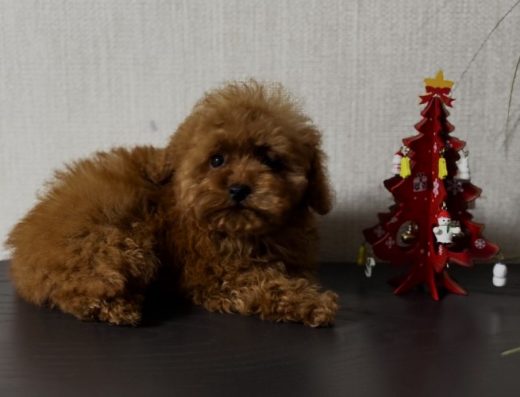 Той-Пудель: Хлопчик з документами КСУ