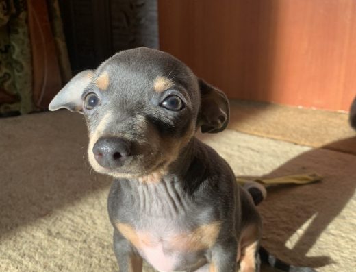 Той-Тер’єр: Мініатюрні малюки шукають родину