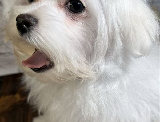 Мальтійська болонка: Продаж цуценяти хлопчика