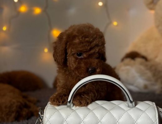 Той-Тер’єр: Цуценята рідкісного забарвлення редбраун