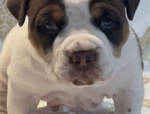 Американський-Буллі: Елітні цуценята від ABKC