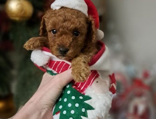 Мальтипу: Цуценята F2 шукають свої сім’ї