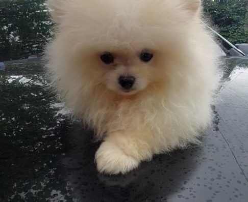 Померанський шпіц: Світло-кремовий хлопчик