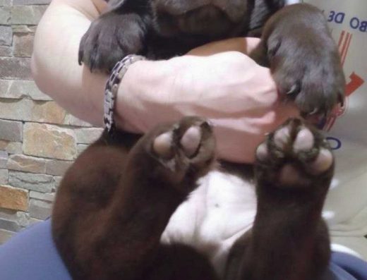 Лабрадор: Шоколадні цуценята з документами КСУ-FCI