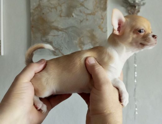 Чихуахуа: Дівчинка 2,5 місяці