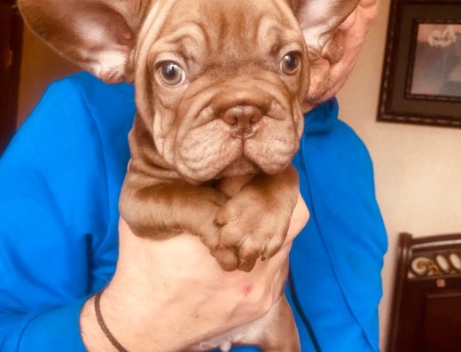 Французький-Бульдог: Дівчинка у рідкісному забарвленні