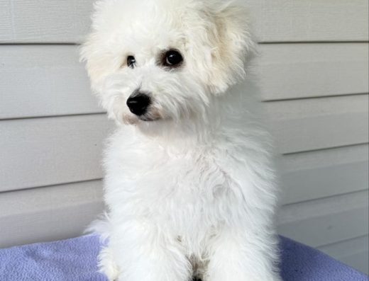 Бішон-Фрізе: Цуценята КСУ FCI (10 місяців)