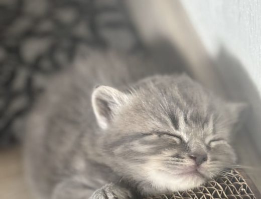 Чарівні шотландські мармурові кошенята