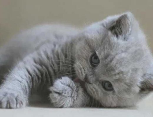 Одеса клубні шотландські кошенята плюшеві не британські.