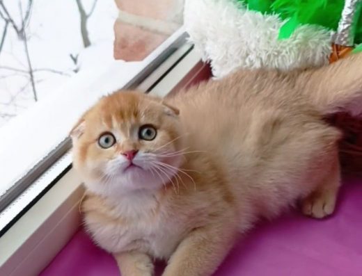 Дуже ласкава дівчинка золота шиншила. Шотландська висловуха