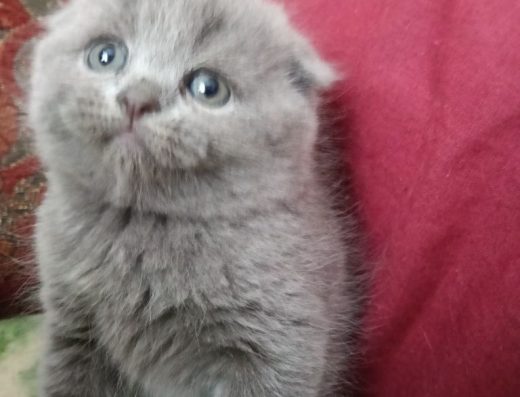 Висловуха красуня до свята.