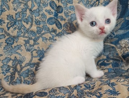 Блакитноокий хлопчик