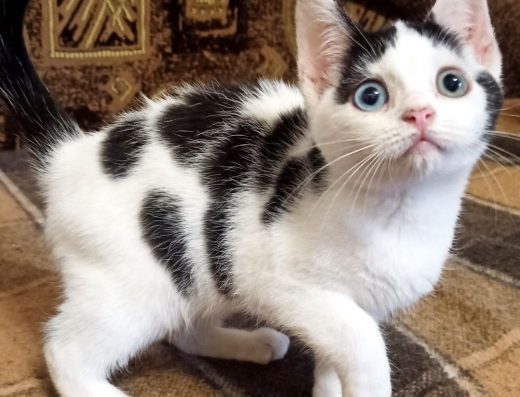 Яскравий, контрастний різноокий хлопець