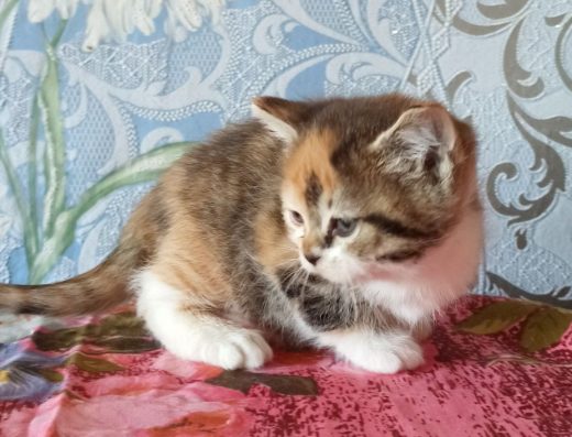 Маленька шотландка