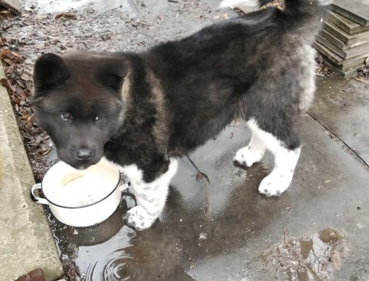 Американська акіта: Велика дівчинка від чудових батьків