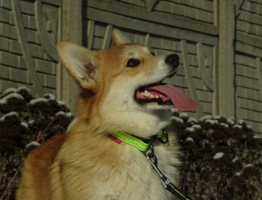 Вельш-Коргі-Пемброк: Хлопчик у пошуках найкращої родини