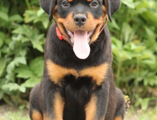 Ротвейлер: Хлопчик Donat Teren з родоводом КСУ