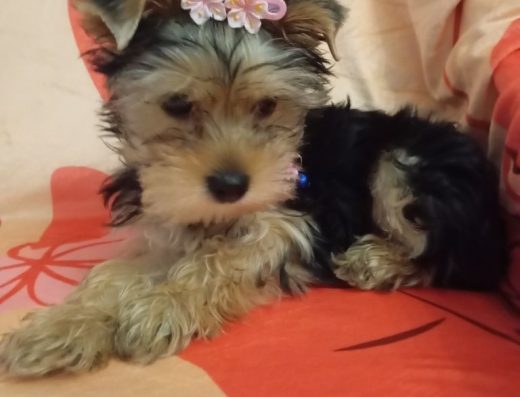 Йоркширський-Тер’єр: Цуценята повністю самостійні