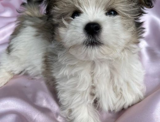 Болонка: Неймовірні декоративні цуценята