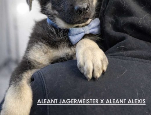 Східноєвропейська вівчарка: Цуценята від крупних батьків КСУ