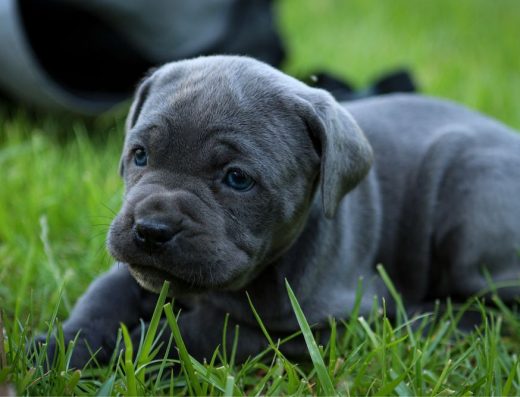 Кане-Корсо: Цуценята від клубних батьків